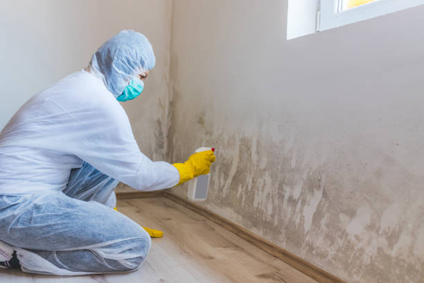 Licensed Black Mold Removal service in Itasca, IL - WQB Mold Removal