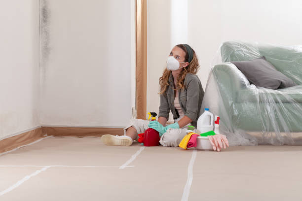 Reliable Black Mold Removal contractor in Itasca, IL by WQB Mold Removal