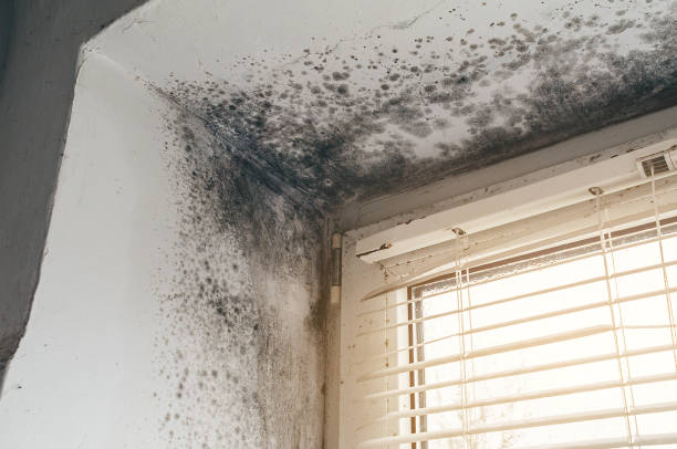 Affordable Black Mold Removal solutions in Itasca, IL